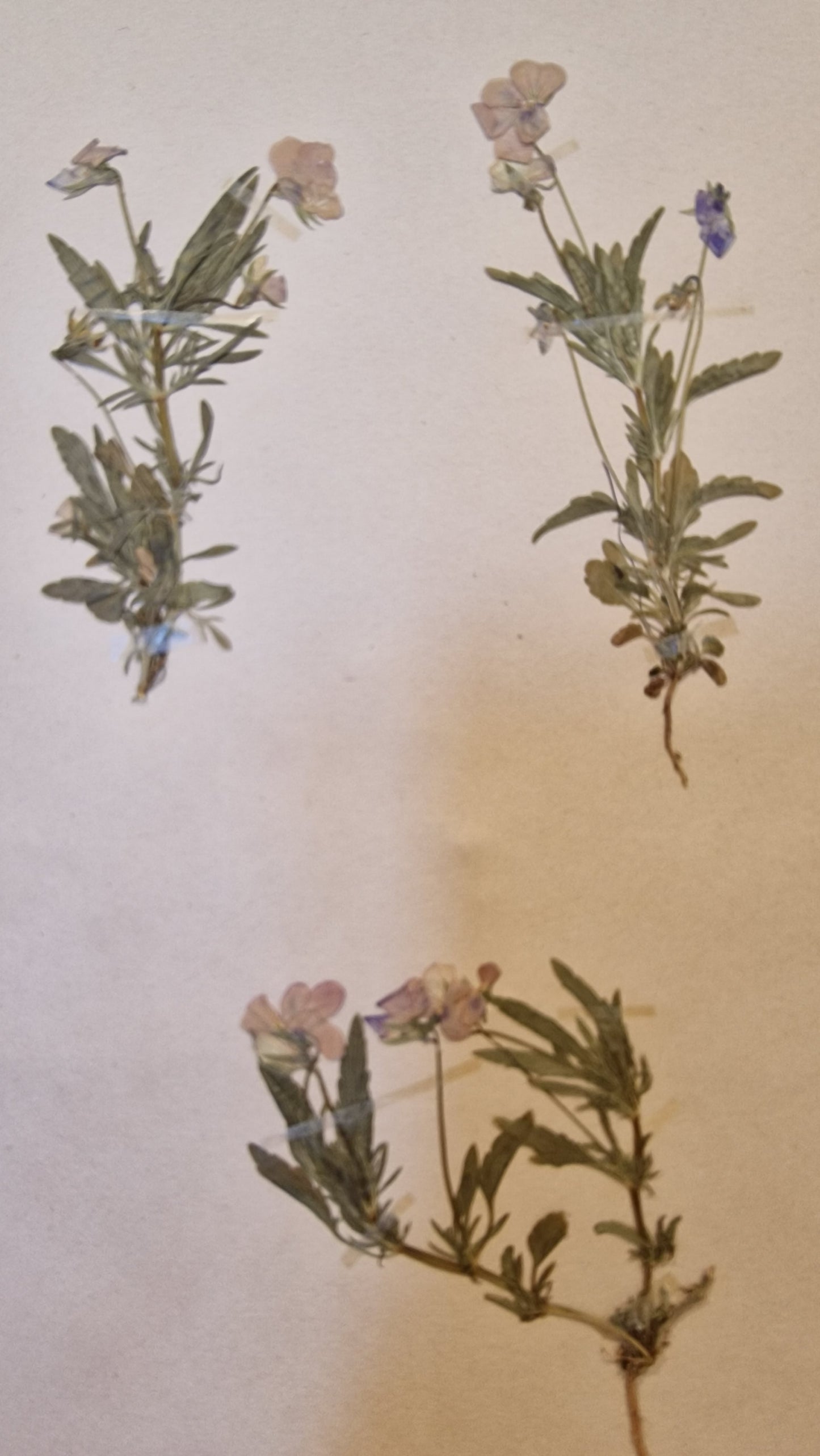 Swedish Herbariums