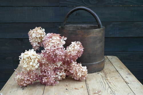 French antique bentwood pail with natural branch handle